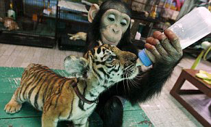 黑猩猩餵奶